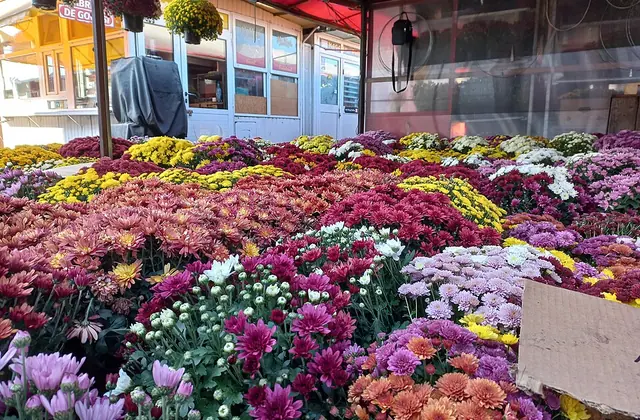 Flower display at Piața Cibin in Sibiu, Romania